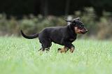 BEAUCERON - PUPPIES 172